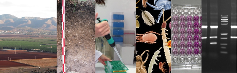 Ecología y Biotecnología de Suelos